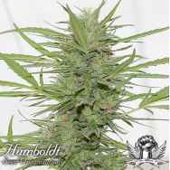 Humboldt Seed Organization Dr. Greenthumb's Dedoverde Haze AUTO